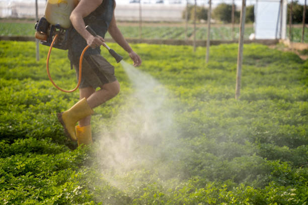 Best Affordable Exterminators  in Kirby, TX