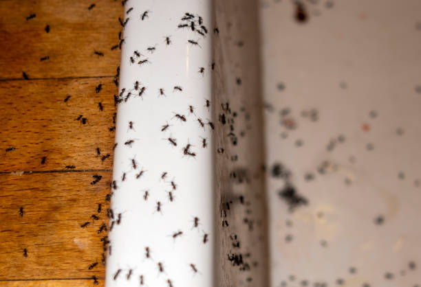 Pest Prevention Services in Kirby, TX