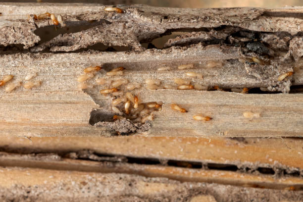 Best Affordable Pest Control Services  in Kirby, TX