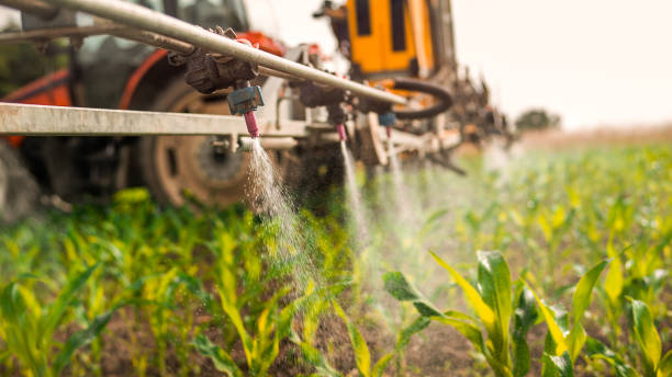 Best Pest Removal Services  in Kirby, TX